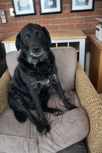 Tcpetcare. Solo Dog Walkers and Pet Carer