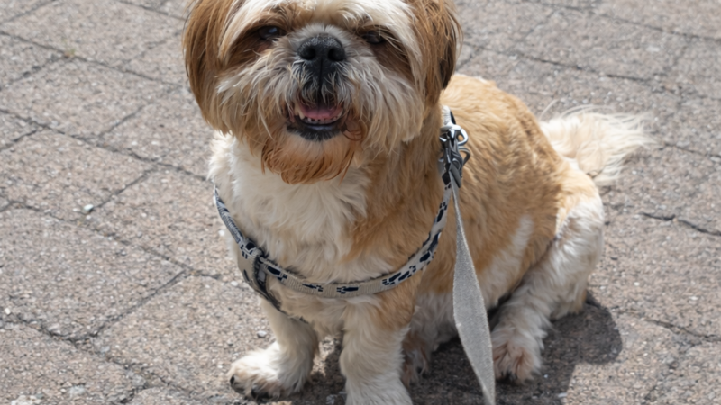 dog walkers in Leicestershire