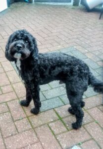 Tcpetcare. Solo Dog Walkers and Pet Carer