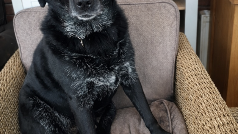 Starting a pet business