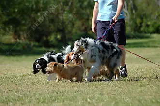 Dog walkers in Lichfield