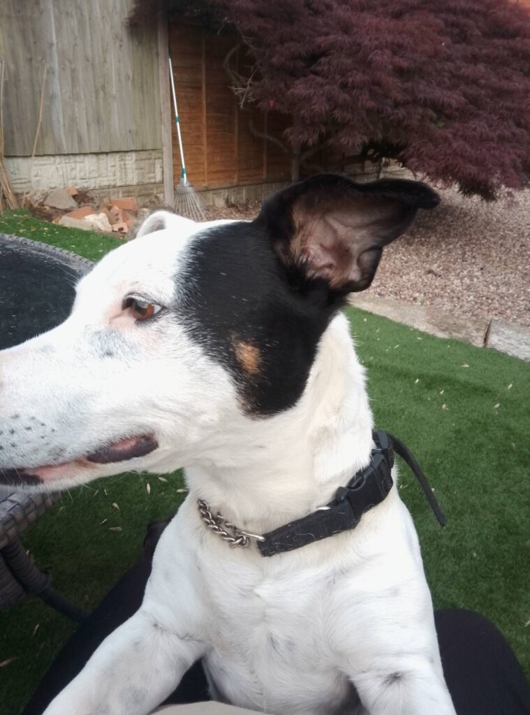 Pet Sitters in Northampton