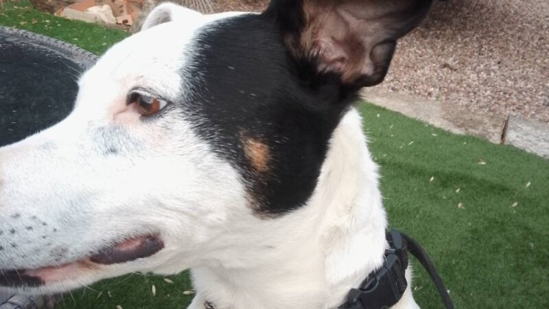 Pet care near Northampton