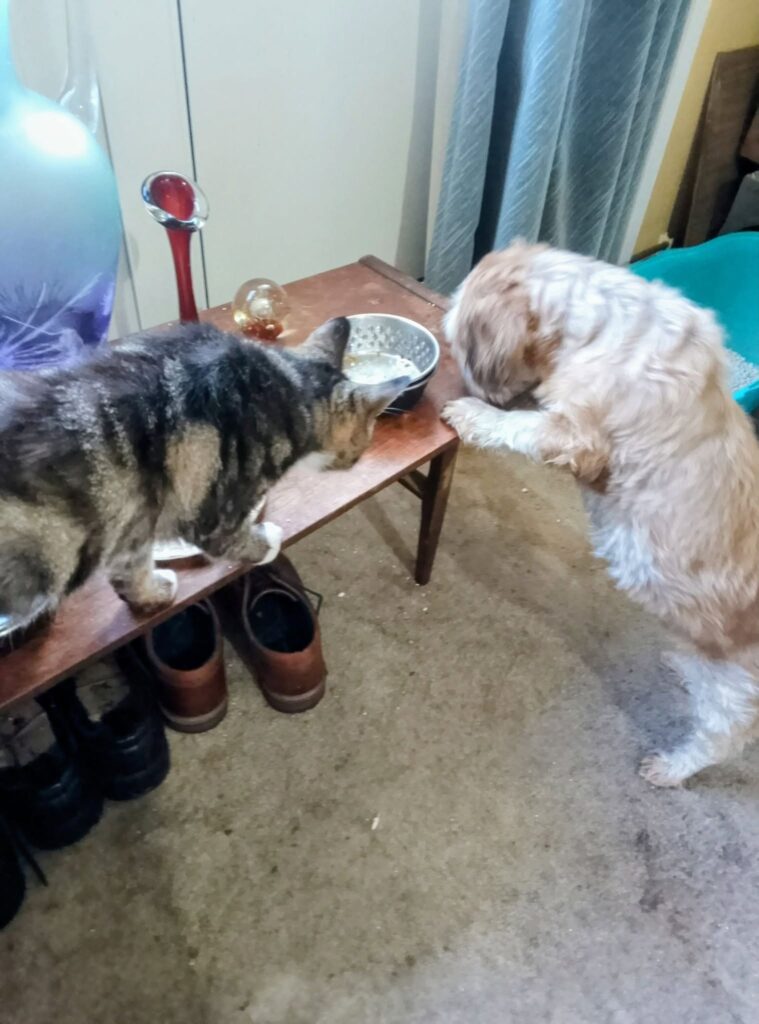 pet care Gloucester