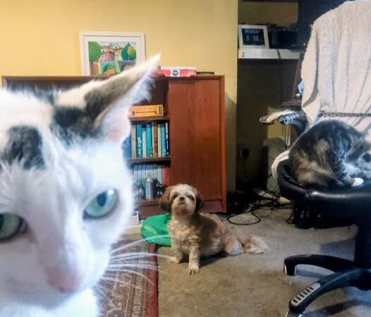 Pet sitters Cheltenham