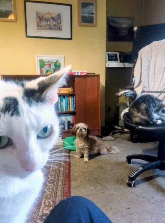 Pet sitters Cheltenham